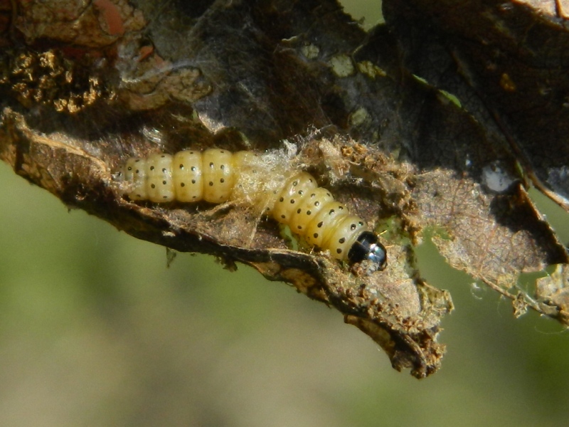 Anacampsis populella - Gelechiidae